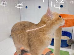 -1013 PET SHOP精品宠物商店(丁香店)