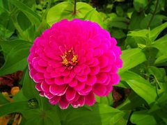 -莲花山花海