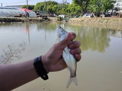 -胜丰草莓采摘园