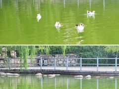 -莲湖公园