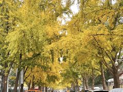 -三里屯东五街银杏大道