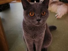 -猫和宫(六道口店)