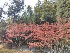 -莲花池公园