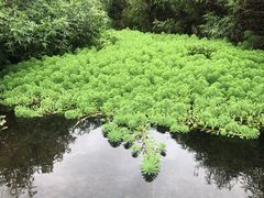 -广州市石门国家森林公园