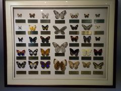 -上海昆虫博物馆