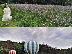-大塘金香草谷