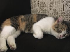 -隅cafe(傅厚岗店)