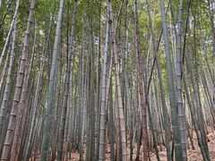 -穹窿山景区