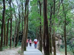 -火炉山森林公园
