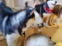 -Husky Go! 哈士奇体验馆·宠物咖啡厅狗咖