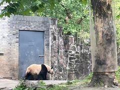 -都江堰中华大熊猫苑