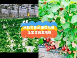 -麦粒鸟亲子游