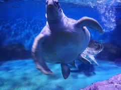 -乌鲁木齐海洋馆