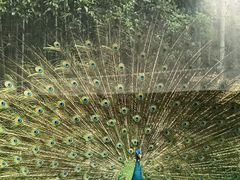 -杭州香格里拉·香宫中餐厅