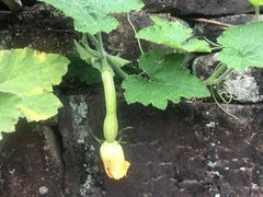 -桑洲油菜花景区