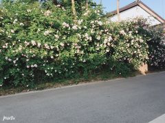 -石塘人家