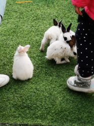 -萌宠亲子动物乐园(槐房万达店)