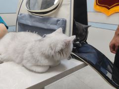 -中农国际动物医院24小时·猫科·骨科·急重症中心