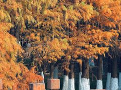 -番禺大夫山森林公园