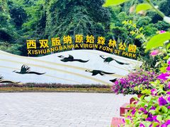 -西双版纳原始森林公园