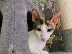 -猫小院猫主题餐厅(三里屯店)