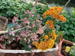 -海上花岛玫瑰园采摘