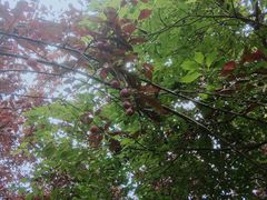 -呼吸森林·生态农庄农家乐私房菜