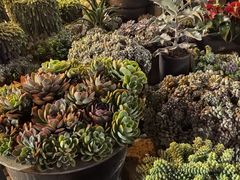 -山菌美食苑(振兴路店)