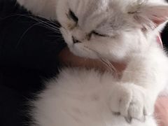 -猫大福·Fortune Cat猫舍(百子湾店)