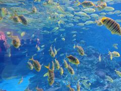 -海合安成都极地海洋公园