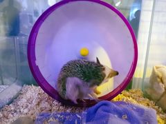 -平行世界·猫咖(首经贸店)