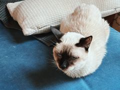 -猫爪屋猫咖(乐汇城店)