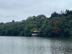 -深圳仙湖植物园
