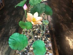 -素心斋素食餐厅