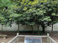 -上海佘山国家森林公园天马山园