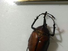 -上海昆虫博物馆