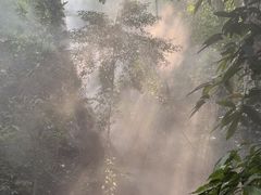 -西双版纳原始森林公园