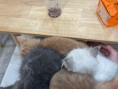 -楼上猫咖(罗湖店)