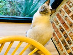 -豆逗聊愈猫阁Easy Life
