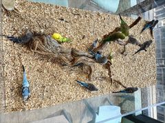 -怪兽屋·羊驼·猫咖·狗咖(俊华广场店)