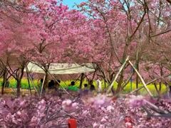 -天适樱花悠乐园