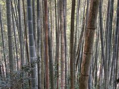 -黄山翡翠谷景区