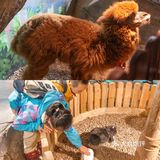 重庆室内看萌宠[吐]寒假遛娃好去处