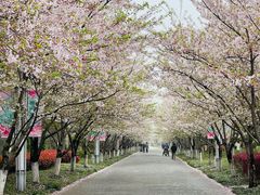 -高东镇樱花园