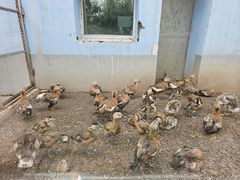 -青藏高原野生动物园