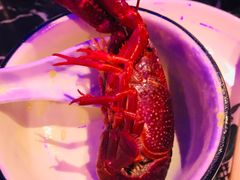 -96农蝎虾(江桥老街店)