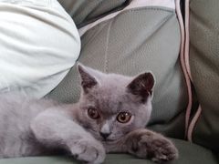 -艾吉宠物医院·疑难杂症转诊中心·猫友好(碧江路院)
