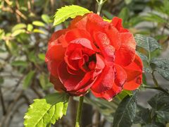 -天然居(伦教店)