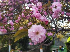 -西安青龙寺遗址景区
