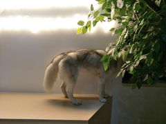 -Husky Go! 哈士奇体验馆·宠物咖啡厅狗咖